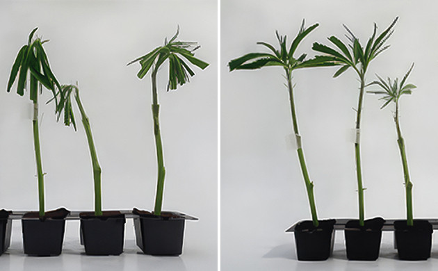 Период восстановления после прививки Реакция растения на прививку и уход за ним