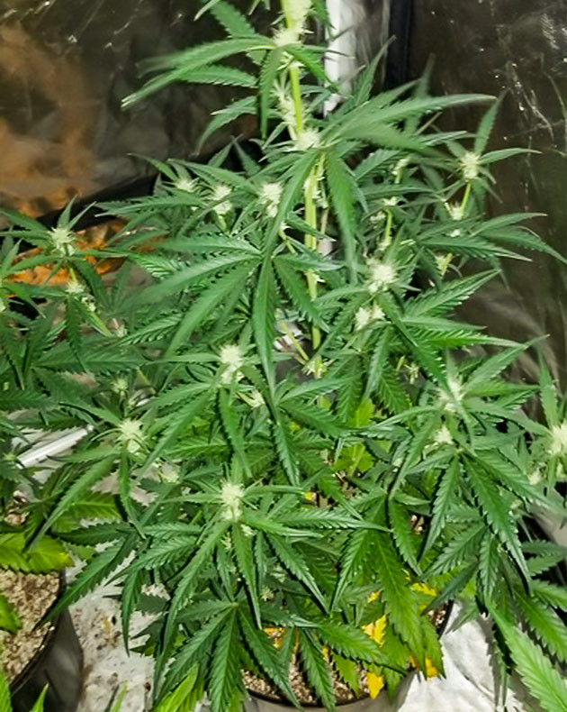 Проблема с пожелтением листьев на 5 неделе Куст конопли с желтыми нижними листьями