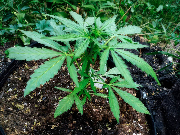 Активная подкормка растихи удобрениями Titan F1 Auto ростом 25 см