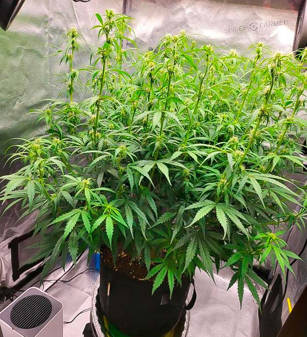 Куст Forbidden Runtz Auto на 5 неделе выращивания