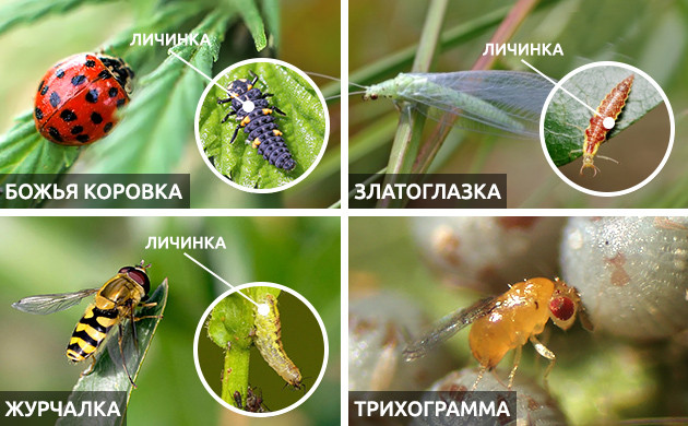 Вредители и хищники