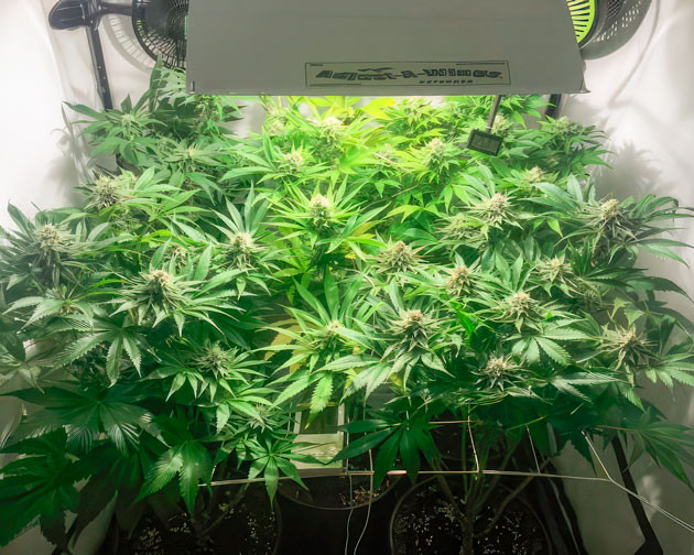 Кусты Mimosa Shot от Herbies Seeds на 9 неделе