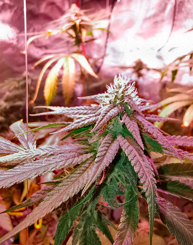 Куст Gorilla Glue от Monster Genetics на 13-14 неделе