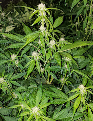 Главная кола LSD Auto Начало стадии цветения