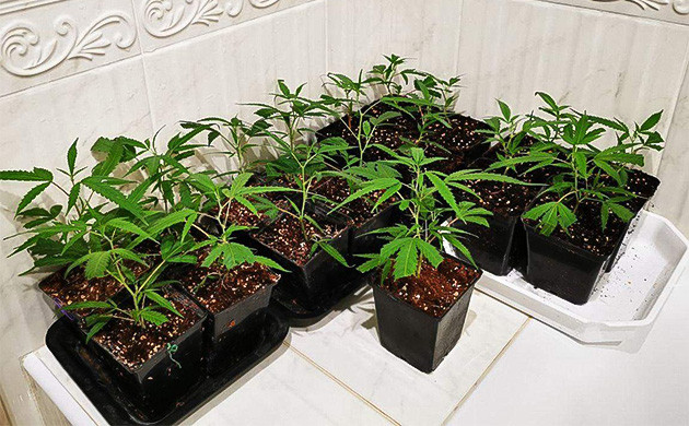 Семнадцать клонов на подоконнике