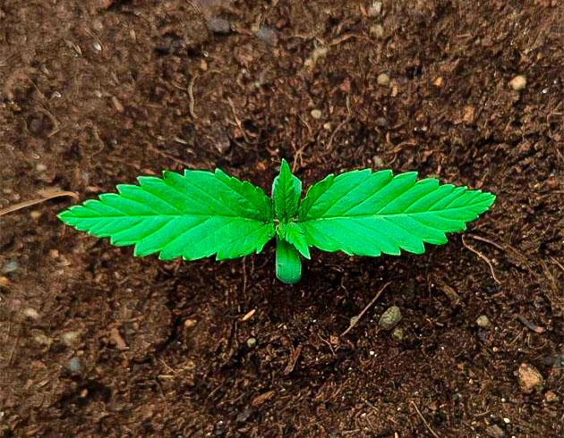 Проращивание семени и полив Росток Guava Auto от FastBuds