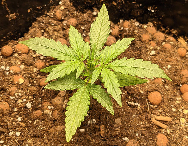 Кусты на третей неделе выращивания Пересадка в большие горшки