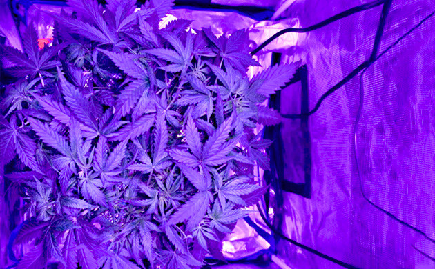 Куст каннабиса 26 см