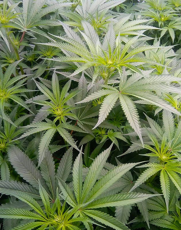 Появление точек роста шишек