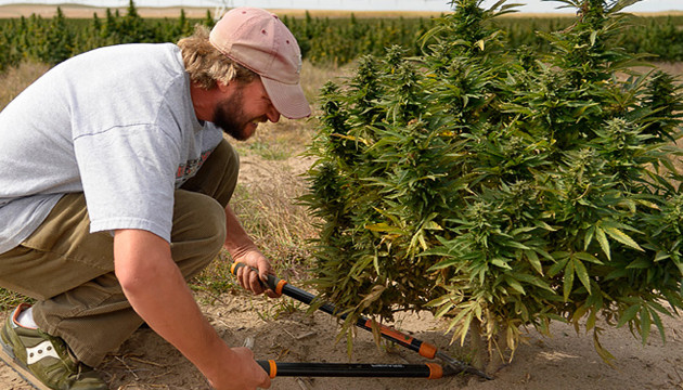 Время харвеста Сбор урожая