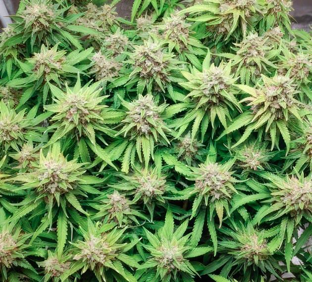 Куст Super Silver Haze на 14 неделе развития