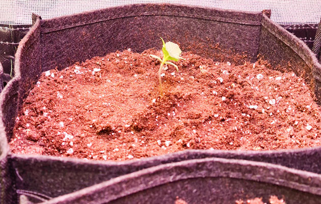 Полив и стимуляция роста Banana Purple Punch Auto