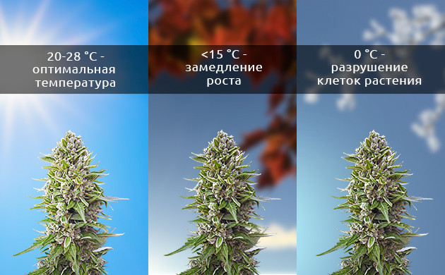 Критические температуры культивации Как каннабис реагирует на изменение температуры