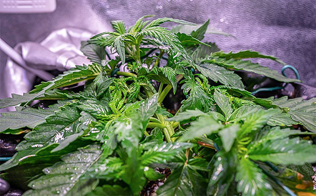 Кусты на 3ей неделе выращивания