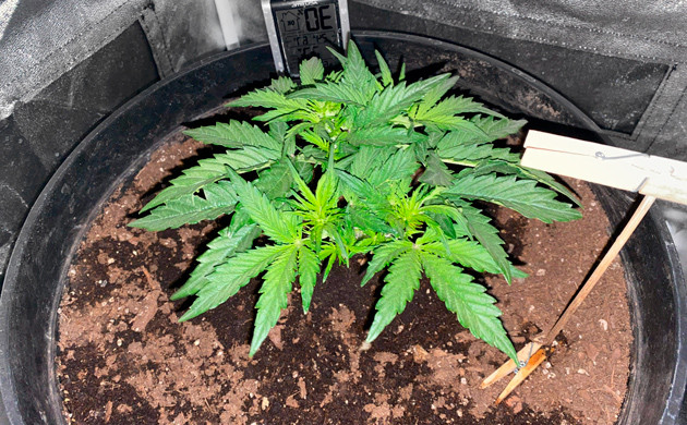 Проблемы с влажностью на 4 неделе выращивания Изменение светового режима на 3 неделе