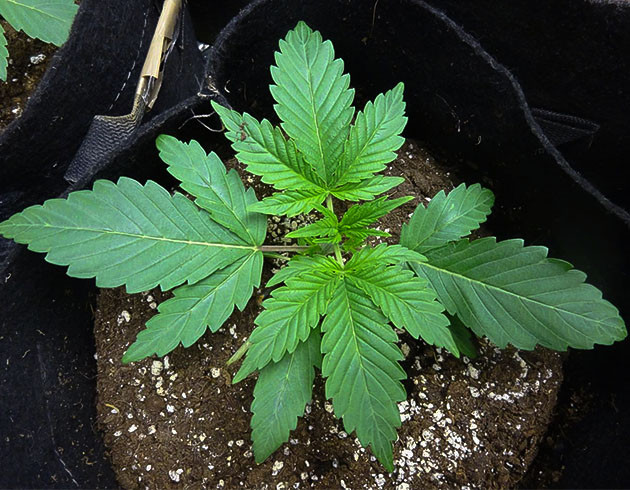 Тренировка куста Wedding Cake Auto