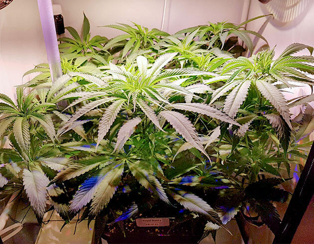 Куст на 7-й неделе под ScrOG после дефолиации