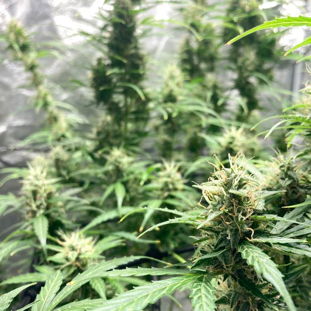 Куст Rock Machine Auto на 11-12 неделе