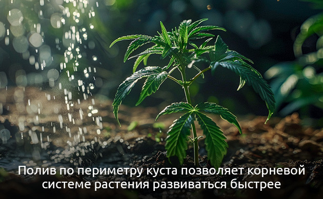 Гидротропизм: поиск влаги