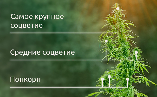 Основные элементы растения каннабиса