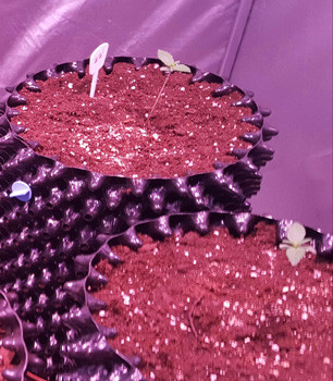 2 ростка Auto White Widow