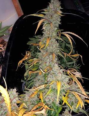 Срубленная центральная кола