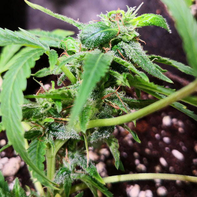 Ярко зеленые новые листья