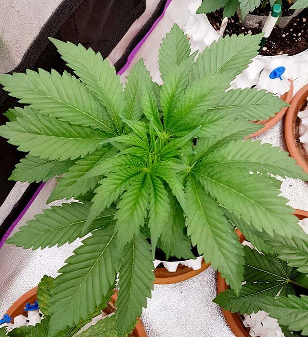 Конопля ростом 20 см