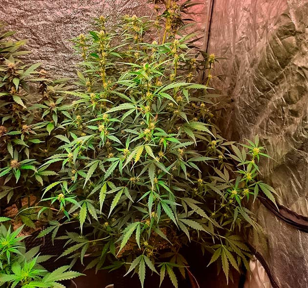 Куст Johnny Cage Auto на цветении