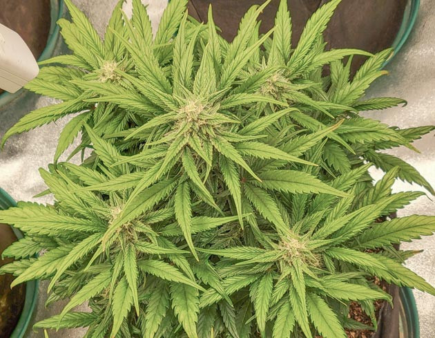 Стимуляция роста куста Ztrawberriez Auto