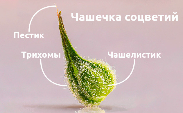 Роль и внешний вид чашечек в бутоне конопли