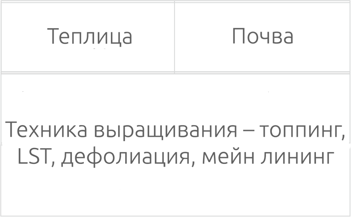 Условия выращивания сорта марихуаны La Bomba Выращивание сорта конопли La Bomba