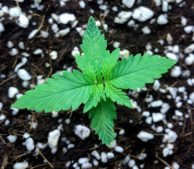 Гроурепорт сорта Gelato Auto