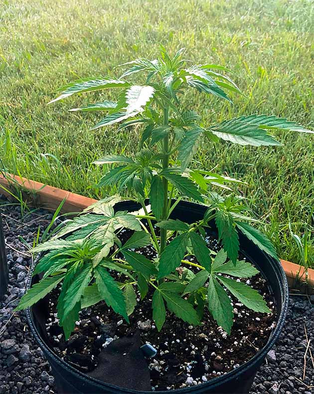 Активный рост центральной колы