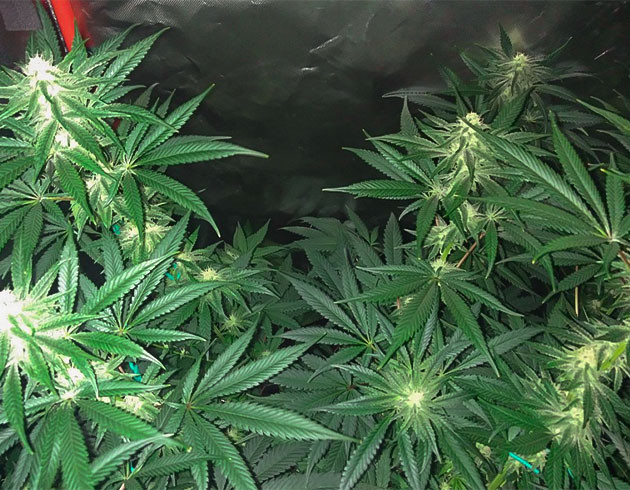 Стимуляция цветения куста Wedding Gelato