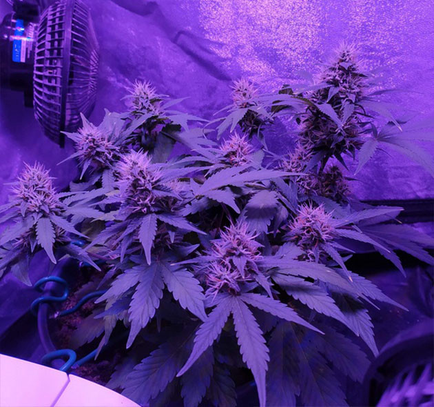 Увеличение размера бутонов