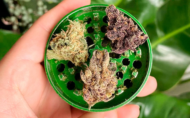 Как определить некачественные шишки по внешнему виду