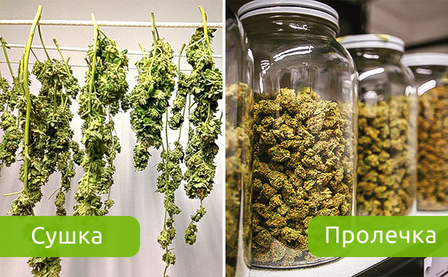 Сушка и пролечка