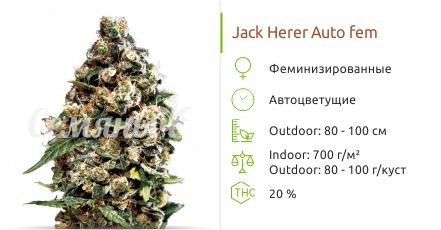 Jack Herer auto от Green House Seeds