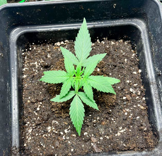 Росток Titan F1 Auto от Royal Queen Seeds на 2 неделе