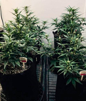 Начало цветения на 4 неделе