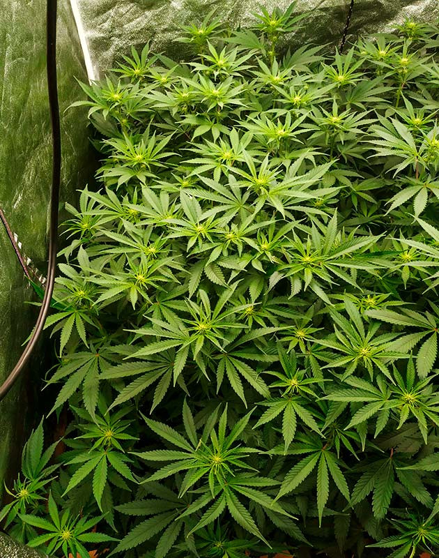 Куст Gelato на 11 неделе выращивания