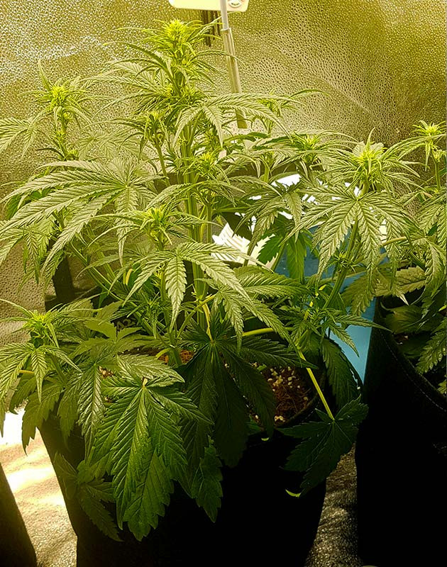 Формирование соцветий на кусте каннабиса