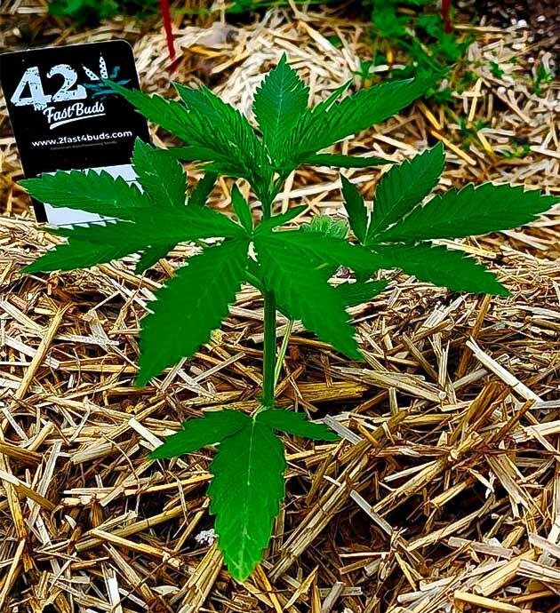 Предотвращение вредителей у GG4 Sherbet FF Конопля GG4 Sherbet FF на четвёртой неделе роста