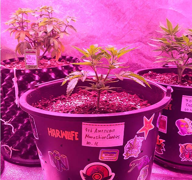 Росток Moonshine Cookies на 5 неделе выращивания