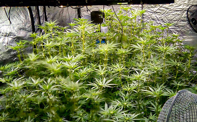 Цветущие кусты в тенте