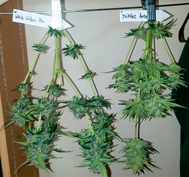 Вертикальная сушка маленьких кустов