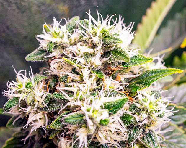 Появление оранжевых стигм на шишках