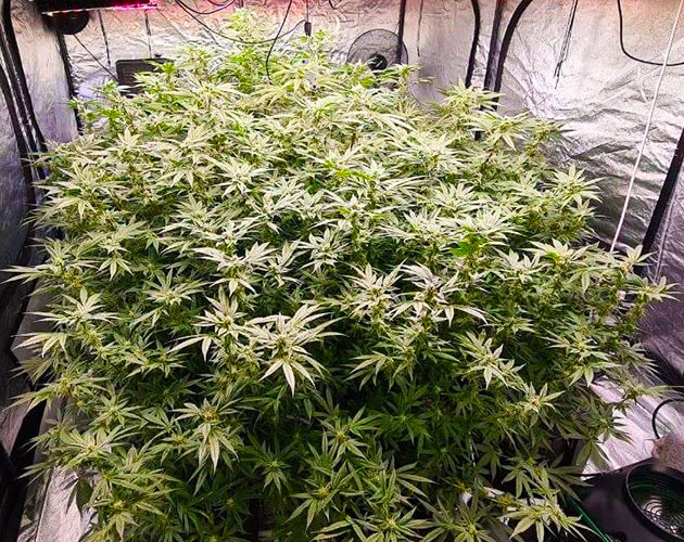 Появление трихом на соцветиях