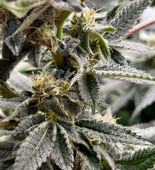 Куст RS11 x Banana OG от Barney's Farm на 13 неделе